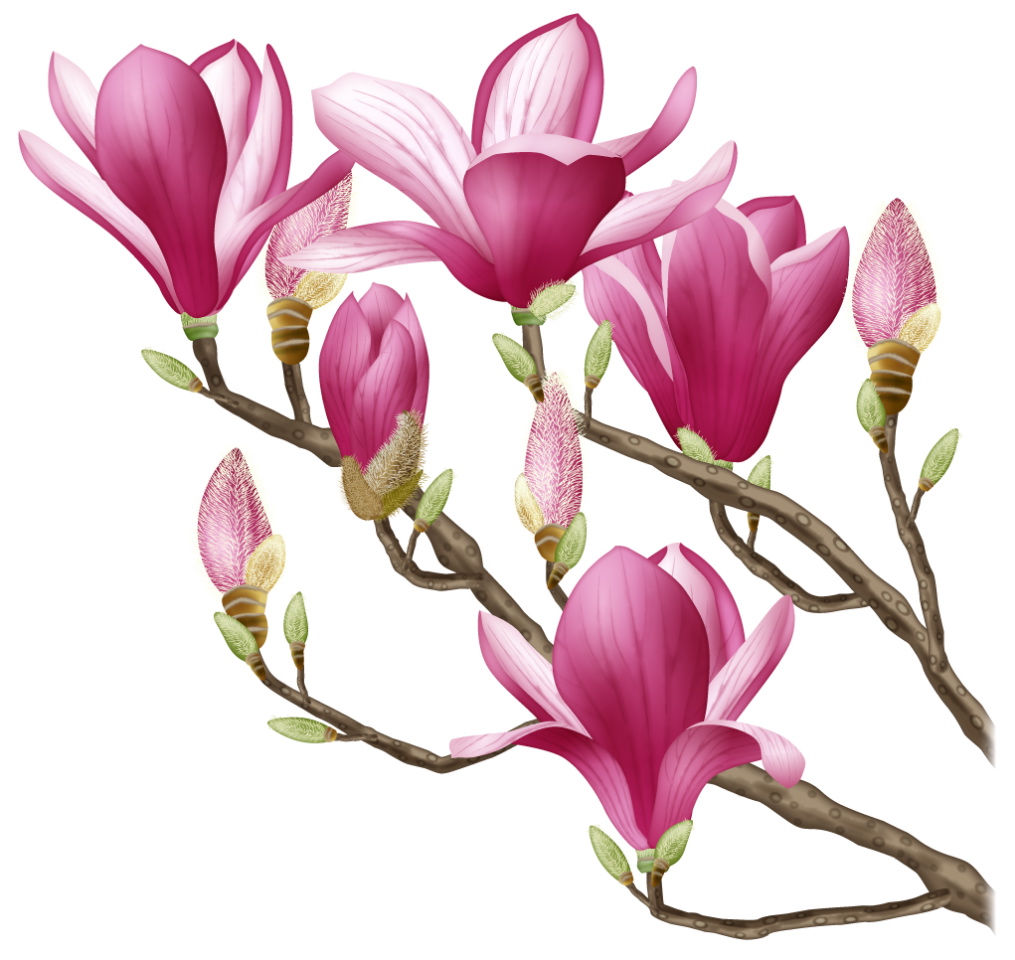 Magnolia